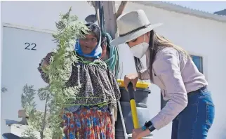  ??  ?? SE PLANTARON diferentes tipos de árboles en conjunto con las familias rarámuris