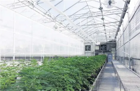  ?? TANTALUS LABS ?? Maple Ridge, B.C. pot producer Tantalus Labs spent $15,000 for a bank vault door to comply with Health Canada security regulation­s, which the agency has now scrapped after determinin­g the old rules “do not align with the existing evidence of risks to...