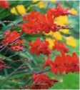  ??  ?? Crocosmia Showy flowers with sword-shaped leaves; clump-former; part shade. H1.2m (4ft) S8cm (3in)