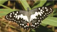  ?? KEVIN BURNETTE/FLORIDA DEPARTMENT OF AGRICULTUR­E AND CONSUMER SERVICES ?? The lime swallowtai­l butterfly, which hails from Asia and has damaged citrus trees in the Caribbean for 20 years, has been found in Key West.