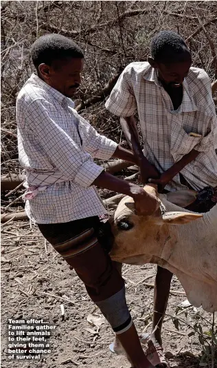  ?? ?? Team effort... Families gather to lift animals to their feet, giving them a better chance of survival