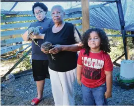  ?? PEDRO PORTALppor­tal@elnuevoher­ald.com ?? Asuncion Felipe posed with grandsons Saiid Marte, left, and Ishaan Marte, holding chickens in the backyard that belong to her daughter and their mother, Rosa Felipe.