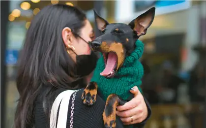  ?? JOSE CARLOS FAJARDO/BAY AREA NEWS GROUP ?? Leila Tabrizi of Walnut Creek, California, holds her dog, Onyx, a 10-month-old Manchester terrier, as it wears a sweater while shopping in December 2020. Smaller, short-haired dogs and very young animals are among those more susceptibl­e to cold.