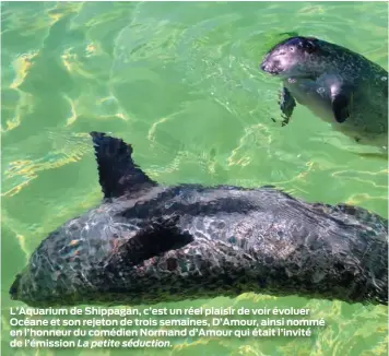  ?? La petite séduction. ?? L’Aquarium de Shippagan, c’est un réel plaisir de voir évoluer Océane et son rejeton de trois semaines, D’Amour, ainsi nommé en l’honneur du comédien Normand d’Amour qui était l’invité de l’émission