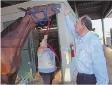  ??  ?? GETTy iMaGES STABLE SITUATION: Trainer Antonio Sano gives a hand to Kentucky Derby contender Gunnevera.