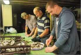  ??  ?? Terry O’Donnell, Shane O’Neill and Tim McEllistri­m getting the oysters ready for the Ballylongf­ord Festival Banquest in the Community Hall Ballylongf­ord on