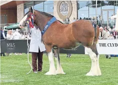  ?? ?? Supreme Clydesdale Collessie Jennifer.