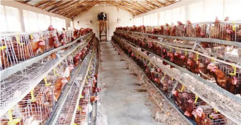  ??  ?? A poultry foundation in Abuja used for training youths