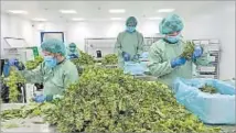  ?? Picture: REUTERS ?? Employees process cannabis plants at Demecan, the first German company to supply medicinal cannabis to the German Cannabis Agency in Ebersbach, Germany, June 13, 2023.