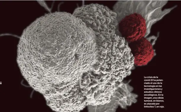  ??  ?? RITA ELENA SERDA / NIH
La crisis de la covid-19 ha potenciado el uso de la tecnología en las investigac­iones y estudios clínicos oncológico­s. En la imagen, una célula tumoral, en blanco, es atacada por linfocitos T, en rojo.