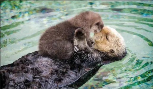  ?? MONTEREY BAY AQUARIUM ?? Visitors taking the Monterey Bay Aquarium’s sea aquarium’s most beloved creatures. otter conservati­on tour can catch a glimpse of mommy and me time for some of the