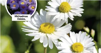  ??  ?? THE COMMON DAISY, above, we all loved to pick as children, is just one of a massive variety