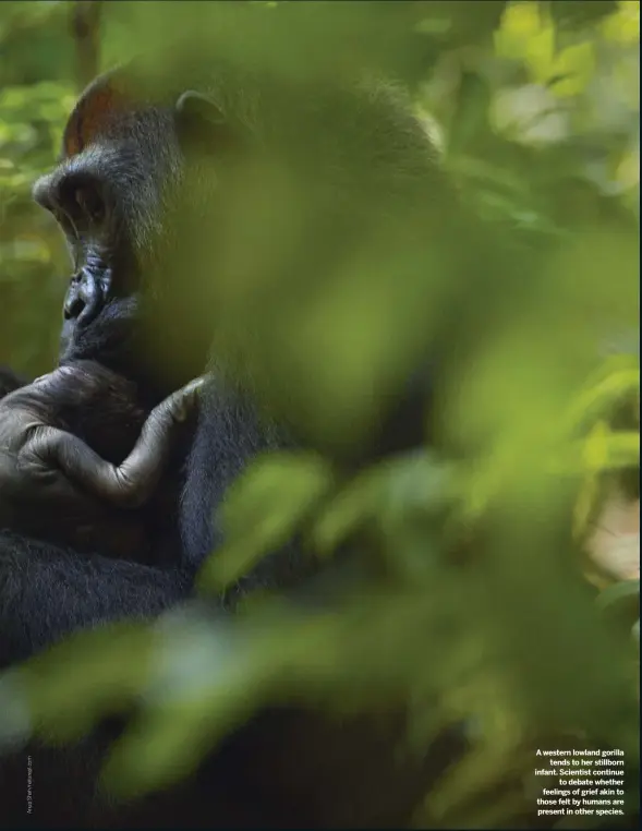  ??  ?? A western lowland gorilla tends to her stillborn infant. Scientist continue to debate whether feelings of grief akin to those felt by humans are present in other species.