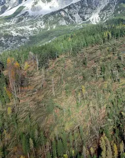  ?? Devastazio­ne ?? Un’immagine aerea di uno dei boschi devastati dal vento e dal maltempo che ha straziato a fine ottobre il Bellunese, al suolo una distesa di alberi schiantati