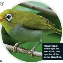  ??  ?? Wangi-wangi white-eyes are one of two new species of the genus identified.