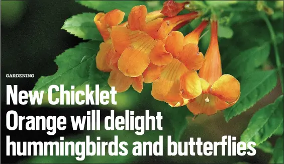  ?? COURTESY OF NORMAN WINTER ?? Chicklet Orange, a new variety of esperanza, is making its debut in 2022with a compact size suitable to all gardens.