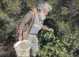  ?? Photograph­s by Brian van der Brug Los Angeles Times ?? ART SHAPIRO, a professor of evolution and ecology at UC Davis, searches for butterflie­s on a blooming manzanita in Gates Canyon near Vacaville, Calif.