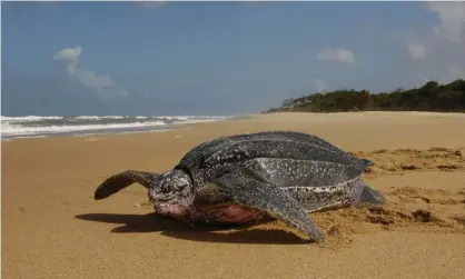  ??  ?? A female leatherbac­k turtle heading back to sea after nesting. Because of warming oceans, they are having to swim further, sometimes twice as long, to find cooler waters to feed. Photograph: National Geographic Image Collec/Alamy Stock Photo