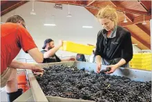  ?? ALEX PULASKI FOR THE WASHINGTON POST ?? The sorting table at Domaine Drouhin Oregon. At harvest, wine-lovers descend on Oregon vineyards from all over.