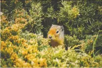  ?? MIKE DREW ?? A young squirrel peeks out behind a clump of junipers west of Claresholm. The province’s harsh winters can be hard on junipers.