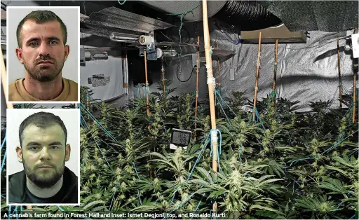  ?? ?? A cannabis farm found in Forest Hall and inset: Ismet Degjoni, top, and Ronaldo Kurti