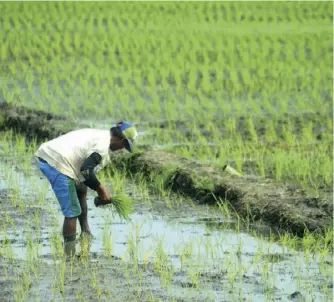  ??  ?? A rice farmer starts planting palay in the muddy rice field. As of Feb. 7, 1.7 million bags of high-quality inbred rice seeds were delivered to 957 municipali­ties from the target 55 provinces all over the country through the Rice Competitiv­eness Enhancemen­t Fund- Seed program.