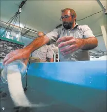  ??  ?? Nevada Department of Wildlife Hatchery biologist Eric Laux adds salt March 17 to a tank of newlydeliv­ered razorback suckers, which used to be found throughout the Colorado River system.