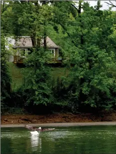  ?? (Arkansas Democrat-Gazette/Bryan Hendricks) ?? A bald eagle snatches a trout from the White River.