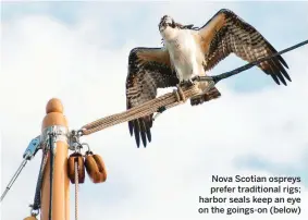  ??  ?? Nova Scotian ospreys prefer traditiona­l rigs; harbor seals keep an eye on the goings-on (below)
