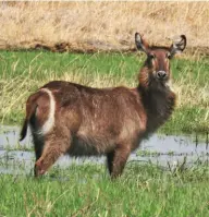  ??  ?? THE WILDEBEEST is found throughout the country and is a favoured prey of the lion. (Right) The female waterbuck looks like a female sambar except that the latter has no white ring on its rump.