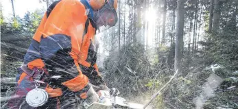  ?? FOTO: ROLAND RASEMANN ?? Die Waldarbeit­er sollen zum Land wechseln. Betriebsbe­dingte Kündigunge­n werde es laut Landrat Klaus Pavel nicht geben.