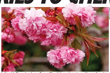  ??  ?? In the pink: Flowering cherry, Prunus Kiku-shidare-zakura, is good for small gardens