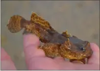  ??  ?? Il y a de nombreuses espèces inhabituel­les dans la ria Formosa, comme cet étonnant poisson-crapaud lusitanien (Halobatrac­hus didactylus).