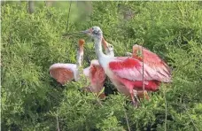  ?? PROVIDED BY JAMI LINDER PHOTOGRAPH­Y ?? An adult roseate spoonbill and chicks. Its territory is expanding due to rising sea levels.