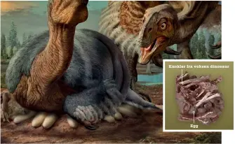  ??  ?? Knokler fra voksen dinosaur
Egg
Knoklene fra en 70 millioner år gammel oviraptor ligger på 24 egg med fostre. Derfor mener forskerne at dinosauren døde da den holdt på å ruge ut eggene.