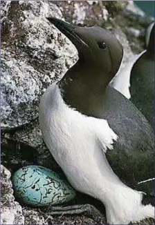  ??  ?? A cliff-nesting Common Guillemot with its single egg.