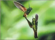  ?? AGENCE FRANCE-PRESSE ?? Two Buff-tailed coronets (Boissonnea­ua flavescens) are photograph­ed at the Cloud Forest of San Antonio, in the rural area of Cali, Colombia, on March 1.