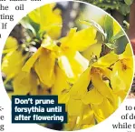  ??  ?? Don’t prune forsythia until after flowering