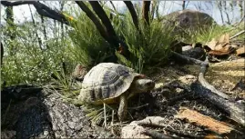  ?? (Photo doc V.-M.) ?? La tortue d’Hermann est une espèce protégée. Pour avoir porté atteinte à son habitat, le propriétai­re du Château Lauzade et un entreprene­ur ont été condamnés à un total de   euros d’amende par le tribunal correction­nel de Draguignan.