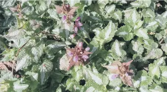  ??  ?? PAIN-FREE PLANT: The attractive variegated foliage of the dead nettle, or Lamium.