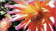  ?? DEAN FOSDICK VIA AP ?? This photo photo shows a honeybee while gathering pollen from a dahlia near Langley, Wash. Bees and swimmers don’t mix but generally they’ll ignore you if you ignore them. Choose flowers whose blooms generally don’t attract pollinator­s when landscapin­g...