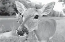  ??  ?? The U.S. Fish and Wildlife Service is quietly conducting a review of the deer’s protected status.