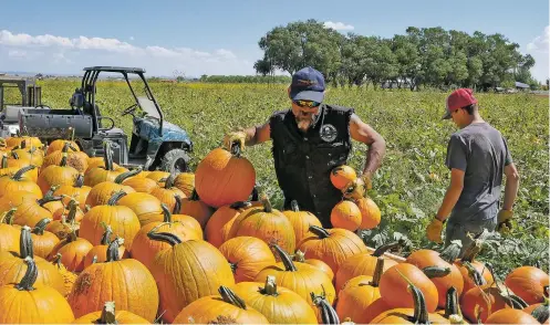  ?? MATT DAHLSEID/THE NEW MEXICAN ?? Jimmy Wilcox, left, and Cecil Poff load pumpkins onto a trailer Wednesday at McCall’s Pumpkin Patch in Moriarty.