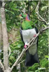  ??  ?? Kererū.