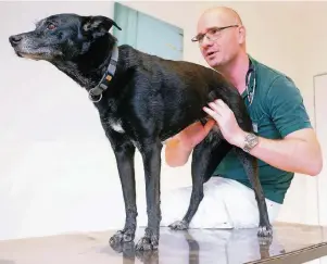  ?? FOTO: OLA ?? Dr. Peter Engelhardt untersucht einen Hund. Sie leiden besonders häufig unter Magen- und Darmproble­men. Manchmal haben sie etwas Falsches gefressen, aber auch eine Infektion kann der Grund sein.