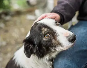  ??  ?? A dog’s keen sense of smell can detect the odour of certain diseases, even before symptoms manifest. — AFP