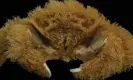  ?? ?? ‘Fluffy’ sponge crab (Lamarckdro­mia beagle). Photograph: Colin McLay/Courtesy of the WA Museum.
