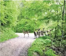  ?? WALTER BENZ ?? Zahlreiche Damhirsche irrten im Wald frei herum.