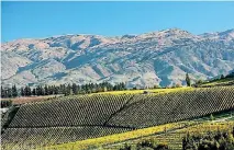  ??  ?? Central Otago vineyard Burn Cottage, located in the foothills of the Pisa Range, was first planted in pinot noir in 2003.