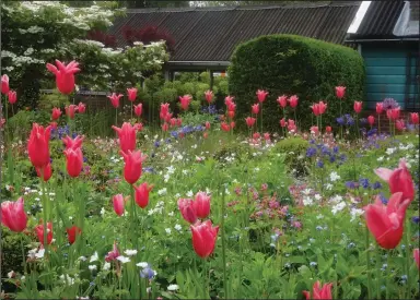  ?? (Jacqueline van der Kloet/Colorblend­s.com via The Washington Post) ?? Jacqueline van der Kloet adds to the layering effect here by planting two lily-flowered tulip varieties of the same rose hue but of different heights. Jacqueline grows to 23 inches, Mariette to 18 inches.